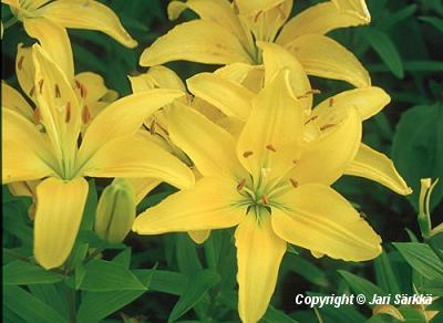  Lilium Hollandicum-Ryhm� 'Connecticut King'